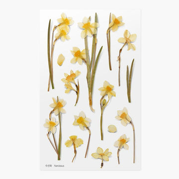 Appree | Pegatinas de Flores Prensadas Narcissus