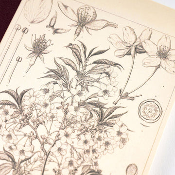 Hobonichi | Cuaderno Hobonichi Notebook A6 Tomitaro Makino (Cuadros)