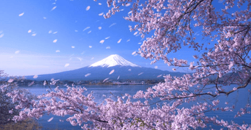 Historia de Sakura en Japón y papelería