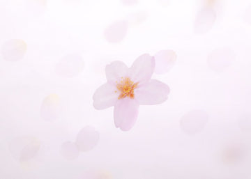 Appree | Notas Adhesivas Cherry Blossom M