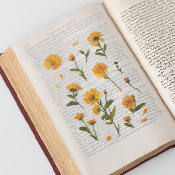 Appree | Pegatinas de Flores Prensadas Calendula