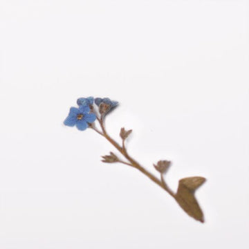 Appree | Pegatinas de Flores Prensadas Forget Me Not