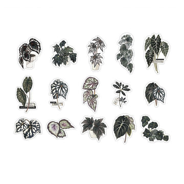 Infeel.me | Pegatinas Green Plant Research Centre Giant Taro