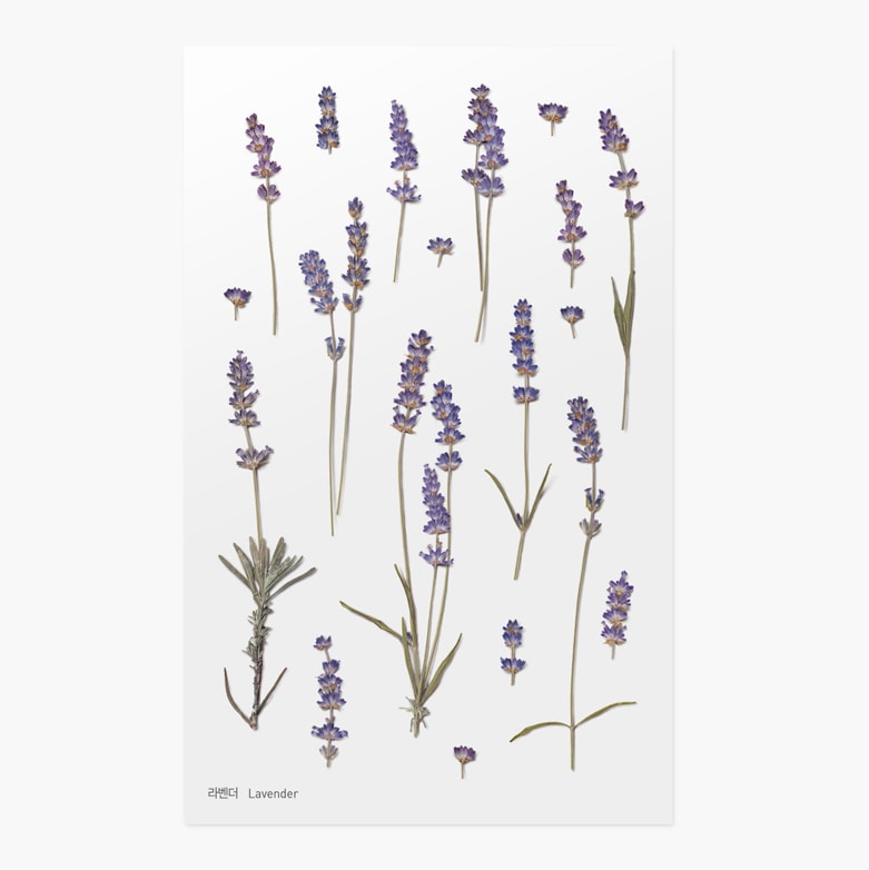 Appree | Pegatinas de Flores Prensadas Lavender
