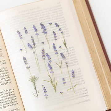 Appree | Pegatinas de Flores Prensadas Lavender