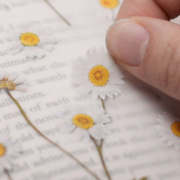 Appree | Pegatinas Flores Prensadas Marguerite