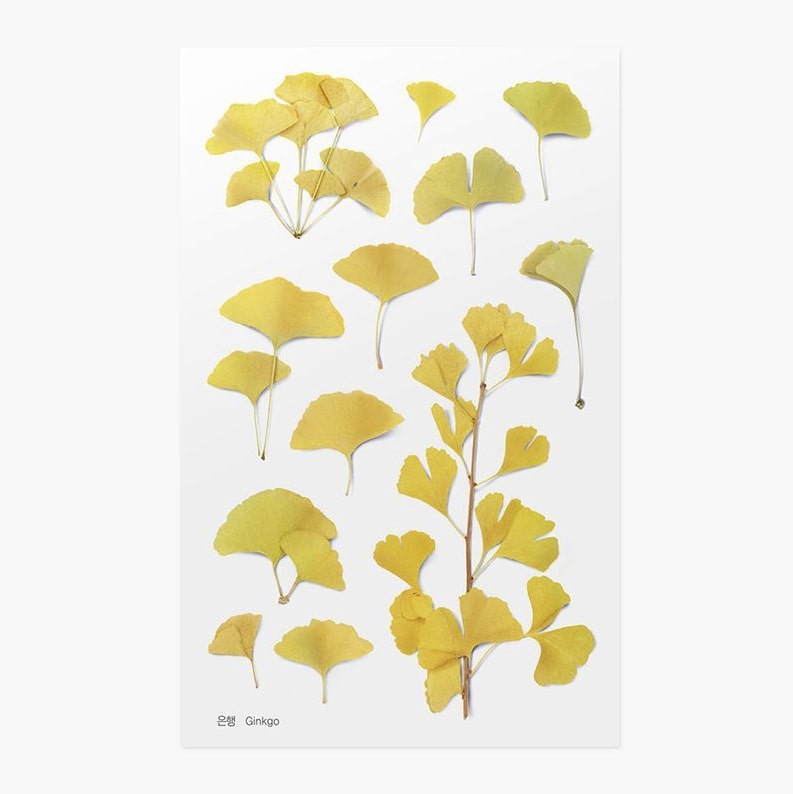 Appree | Pegatinas de Flores Prensadas Ginkgo