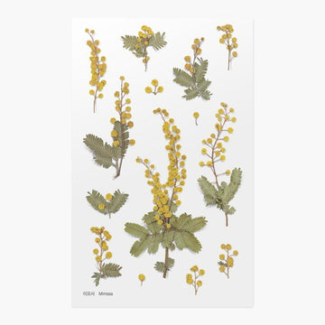 Appree | Pegatinas de Flores Prensadas Mimosa