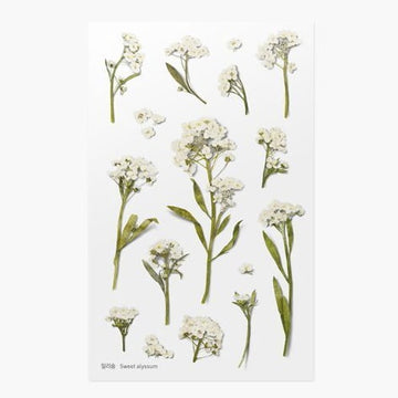 Appree | Pegatinas de Flores Prensadas Sweet Alyssum