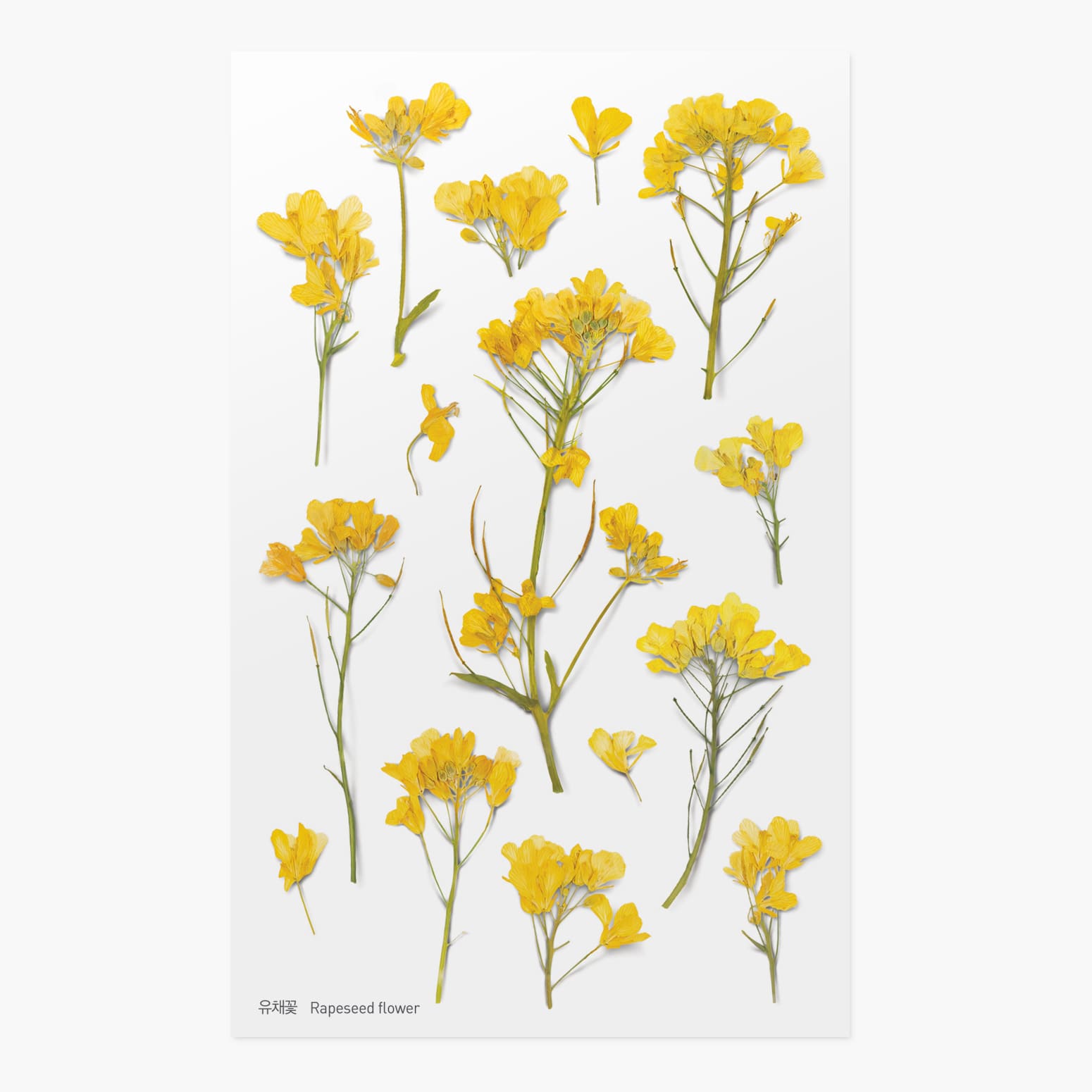 Appree | Pegatinas de Flores Prensadas Rapeseed Flower