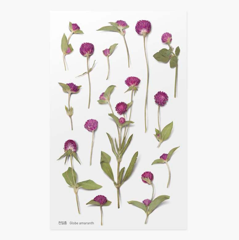 Appree | Pegatinas de Flores Prensadas Globe Amaranth